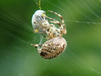 Close-up of spiders on web