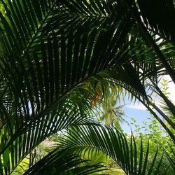 Low angle view of palm trees