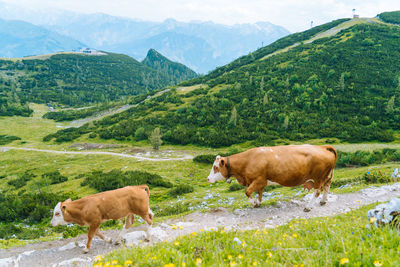 Cow on road austrian alps meadow. cow and calf on alpine pasture in green hills alps.