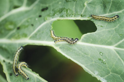 Close-up of insect on leaf