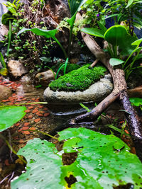 High angle view of leaves on water in forest