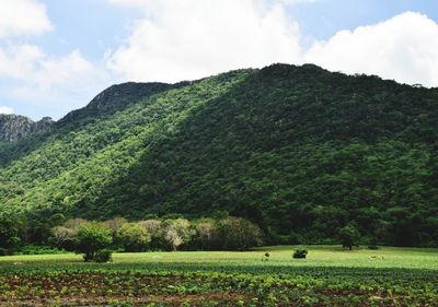 Scenic view of field against sky