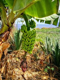 View of banana tree