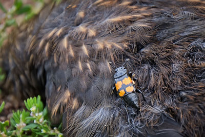 High angle view of bird in nest