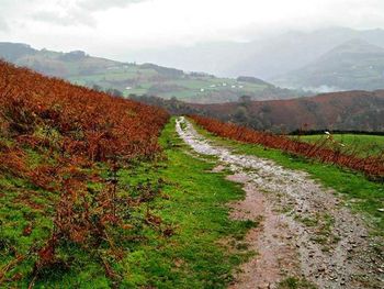 Dirt road passing through field