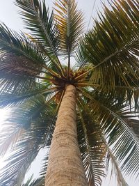 Low angle view of palm tree against the sky