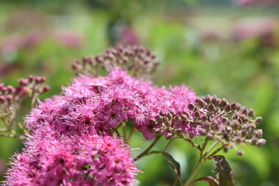 Close-up of pink flowering plant