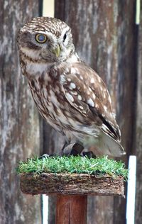 Close-up of owl perching on wood