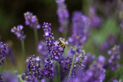 Close-up of bee pollinating on purple lavender