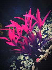 Close-up of pink flowers