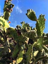 Low angle view of cactus plant against sky