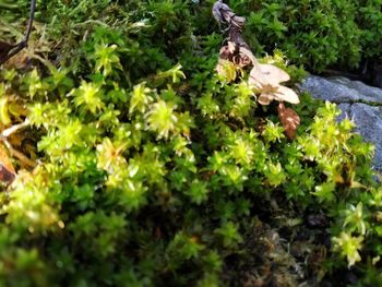 View of a lizard on land