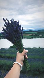 Midsection of person holding purple flowering plant against sky