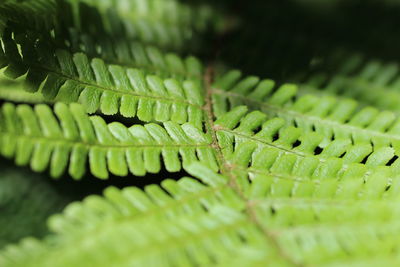 Full frame shot of fern leaves