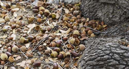 Close-up of nuts on field