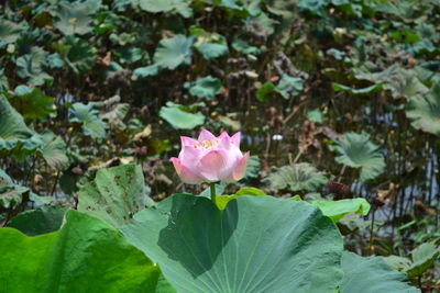 Close-up of pink rose plant