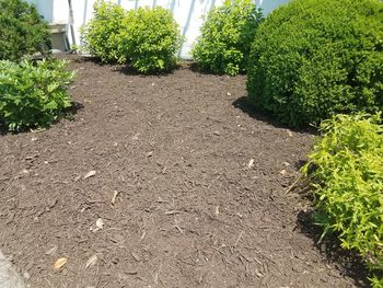 Plants growing on field