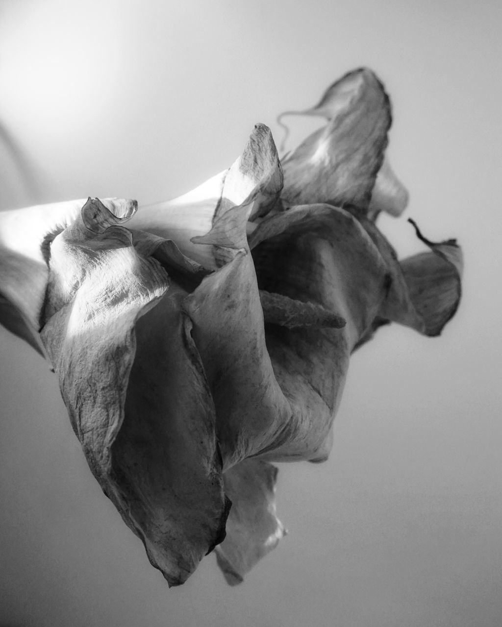 CLOSE-UP OF WILTED FLOWER