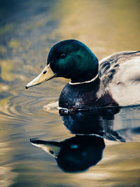 Duck swimming in lake