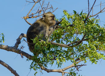 Low angle view of monkey sitting on tree