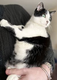 Close-up of hand holding cat