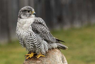 A trained gryfalcon on a rock, barn in background. falco rusticolus.