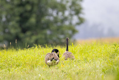 Sheep in a field