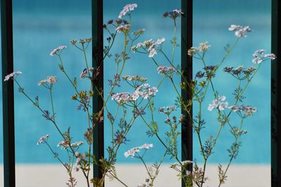 Close-up of flowering plants against blue sky