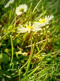 Close-up of white flowers blooming in field