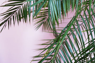 Palm leaves on pink 