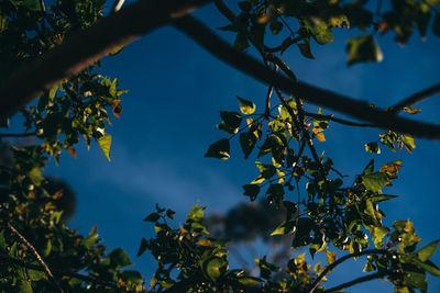 Low angle view of tree against blue sky