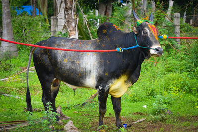 Horse standing in a field