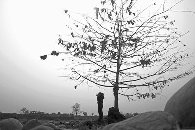 Bare trees against sky