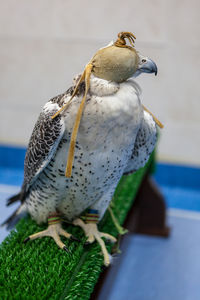 Close-up of bird perching on wood