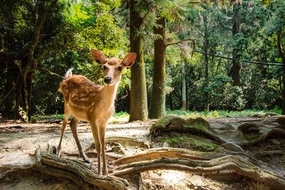 Deer standing in a forest