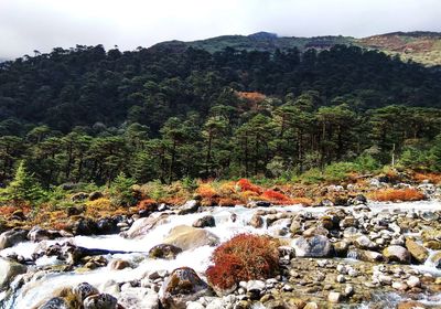 Scenic view of rocks and trees in forest