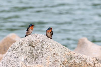 Birds perching on rock