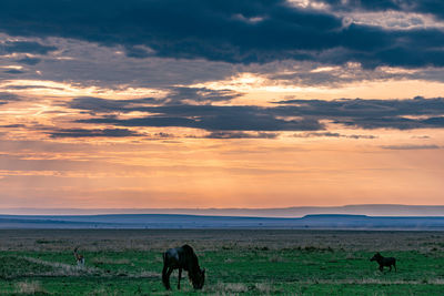 Horses grazing in a field