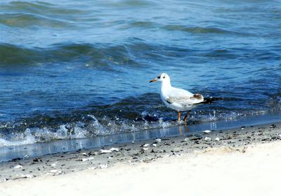 Seagull flying over sea