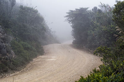 Dirt road passing through forest