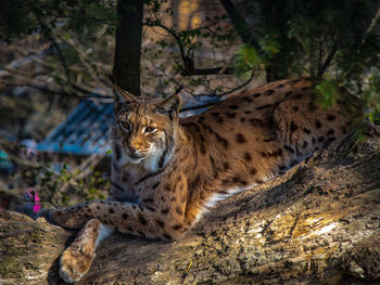 Portrait of cat on tree