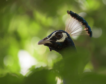 Close-up of a bird hiding