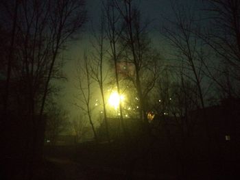 Silhouette of bare trees at night