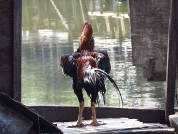Rooster in water