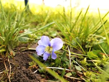 Close-up of purple crocus flowers