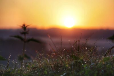 Plants growing on field at sunset