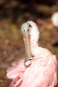 Close-up of a bird