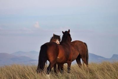 Horse grazing on grassy field