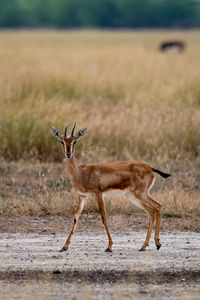 Side view of deer standing on field