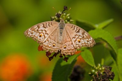 Close-up of butterfly pollinating flower